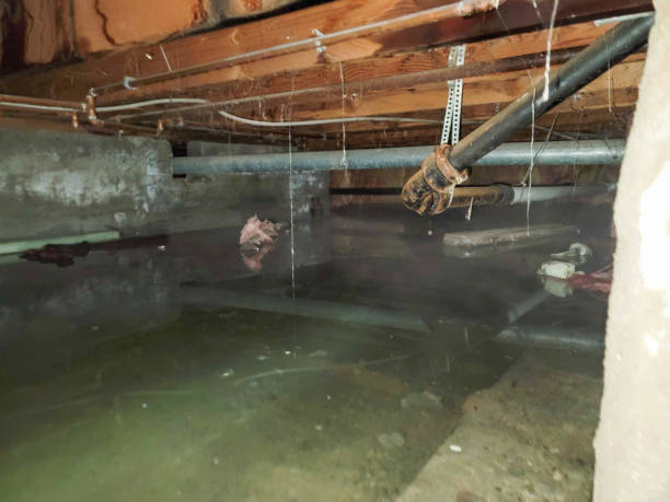 Best Carpet water damage restoration  in Hopkins, MN