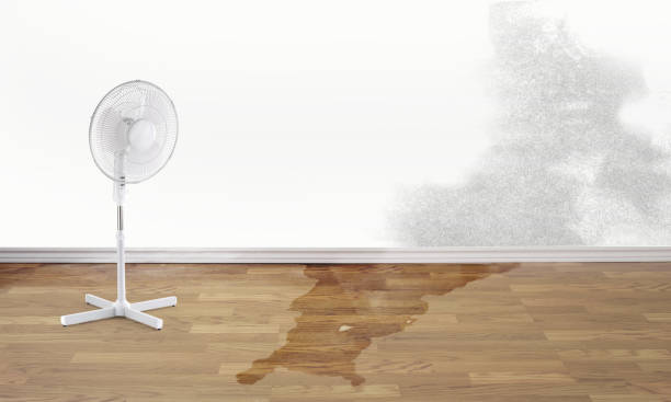 Best Basement water damage restoration  in Hopkins, MN